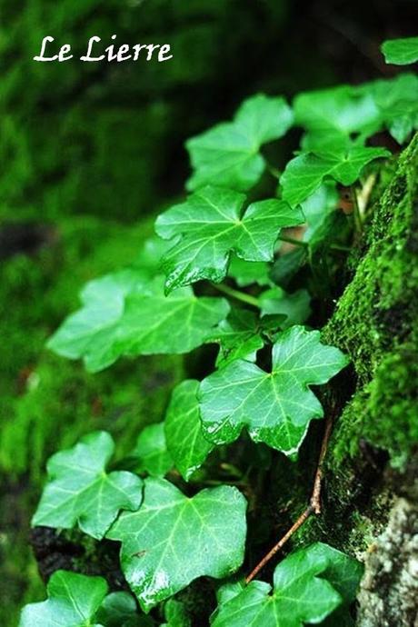 Divers - regarder d'un autre œil son jardin...suite Divers - regarder d'un autre œil son jardin...suite