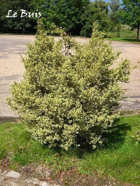 Divers - regarder d'un autre œil son jardin...suite Divers - regarder d'un autre œil son jardin...suite