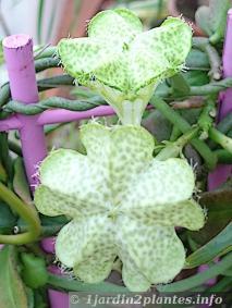 Le ceropégia (chaîne des coeurs) adorable plante verte d'intérieur