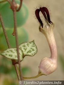 Le ceropégia (chaîne des coeurs) adorable plante verte d'intérieur