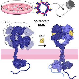 #cell #membranenative #RMN #EGFR Mesure par RMN de l’Evolution de la dynamique de l’EGFR au cours de l’activation dans des membranes natives