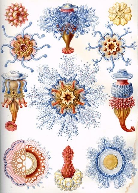 Haeckel, Siphonophorae