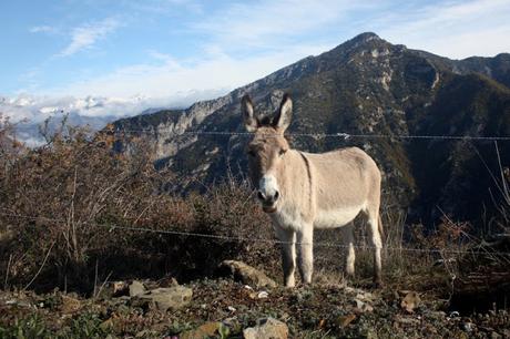 La Madone d'Utelle - Notre-Dame des Miracles: sur les traces de l'ultra-trail du Mercantour. La Madone d'Utelle - Notre-Dame des Miracles: sur les traces de l'ultra-trail du Mercantour.