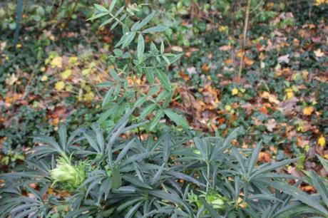 Hellébores, mahonias, ils préparent leur floraison 2 helleborus foetidus veneux 21 nov 2016 007 (5).jpg