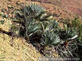 Un palmier rustique, le palmier nain (chamaerops humilis)