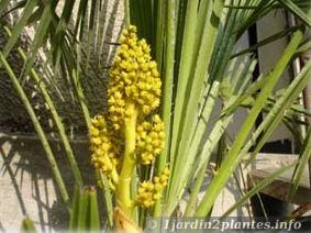 Un palmier rustique, le palmier nain (chamaerops humilis)