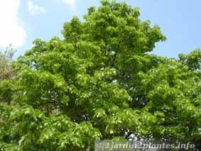 Un arbre rustique: le tilleul