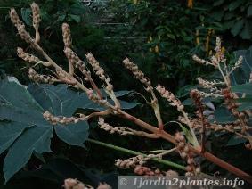 Le tetrapanax est une plante vivace moyennement rustique à très grandes feuilles