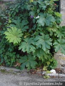 Le tetrapanax est une plante vivace moyennement rustique à très grandes feuilles