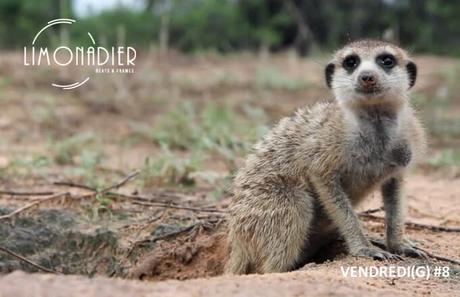 VENDREDI(G) 8 – Streaming et découvertes VENDREDI(G) 8 – Streaming et découvertes