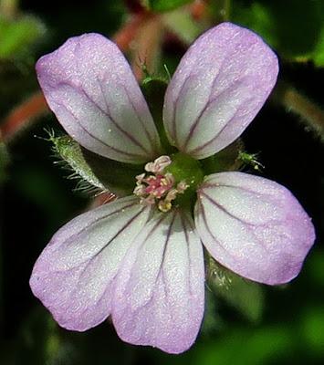 Géranium à feuilles rondes (Geranium rotundifolium) Géranium à feuilles rondes (Geranium rotundifolium)