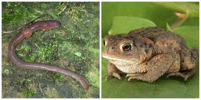 Zoom sur le ver de terre et le crapaud :  2 mal-aimés pourtant indispensables au jardin