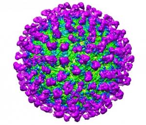 ZIKA: Un anticorps super-puissant neutralise l'infection – Nature Communications
