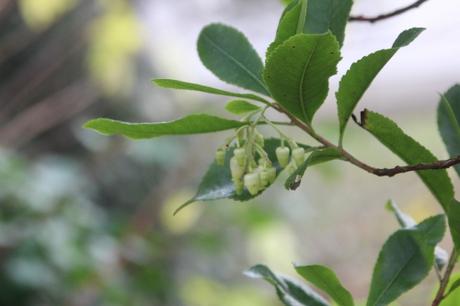 5 arbutus unedo veneux 27 nov 2016 007.jpg