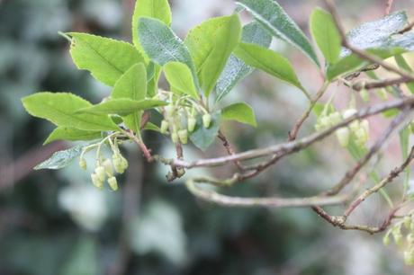 3 arbutus unedo veneux 27 nov 2016 008.jpg