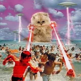 Primaires de droite : le troisième tour commence lolcat-attaque-chat-laser