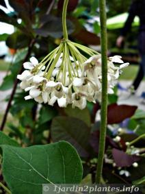 Le wattakaka est une plante grimpante à fleurs et rustique