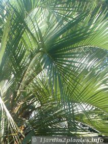 Un palmier argentin, le Butia Yatay