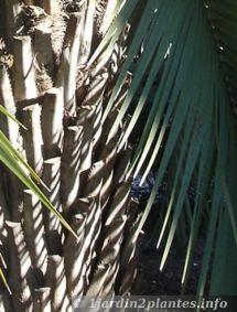 Un palmier argentin, le Butia Yatay