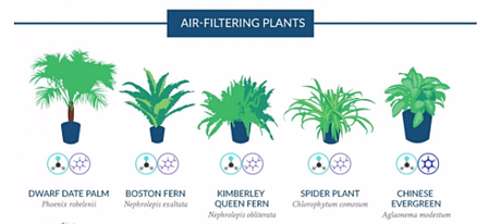 NASA_plantes_dépolluantes_2 NASA_plantes_dépolluantes_2