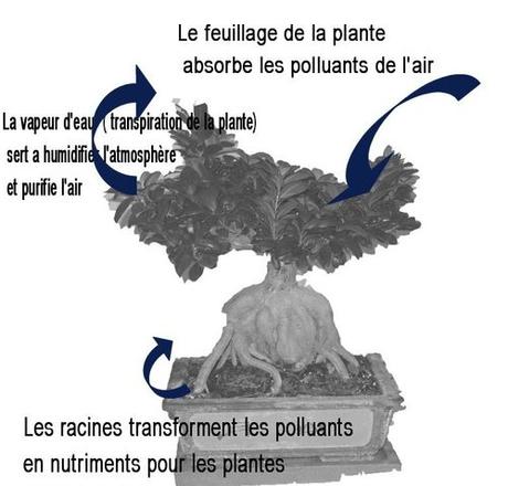 Plante_dépolluante_J-Bruffin Plante_dépolluante_J-Bruffin