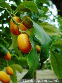 Un agrume à peau comestible: le kumquat