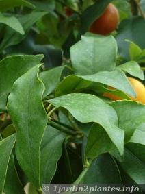 Un agrume à peau comestible: le kumquat