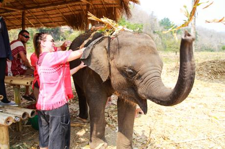 Vivre la GapXperience… thai-elephants-chiangmai-pics9.jpg