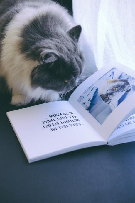 Les plus beaux chats d’instagram Les plus beaux chats d’instagram