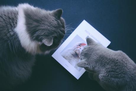 Les plus beaux chats d’instagram Les plus beaux chats d’instagram