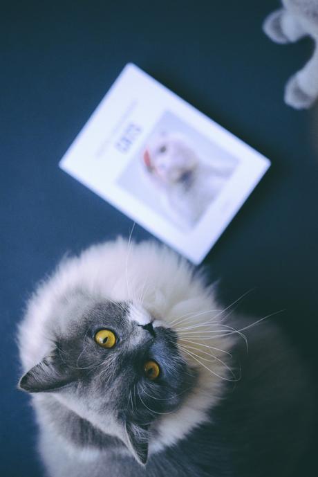 Les plus beaux chats d’instagram Les plus beaux chats d’instagram