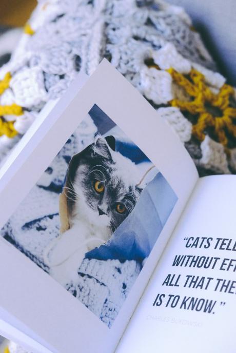 Les plus beaux chats d’instagram Les plus beaux chats d’instagram