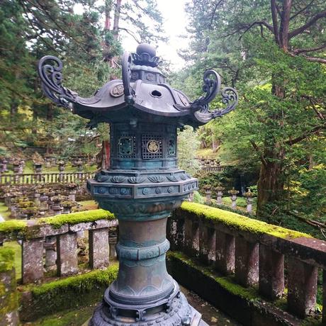 temple nikko mousse