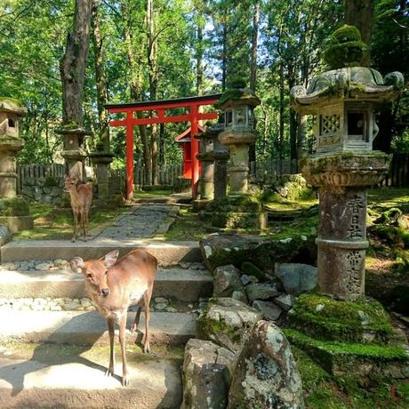 nara temple daims japon