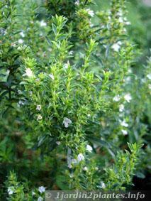 Une plante aromatique: la sarriette