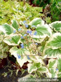 Une vivace pour l'ombre à fleurs bleues: la buglosse