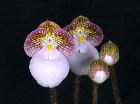 Huntington orchidée