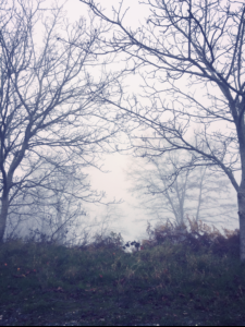 The Mist The Mist