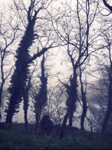 The Mist The Mist