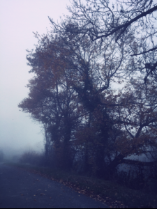 The Mist The Mist