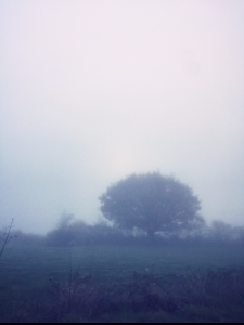 The Mist The Mist
