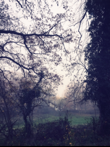 The Mist The Mist