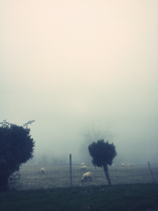 The Mist The Mist