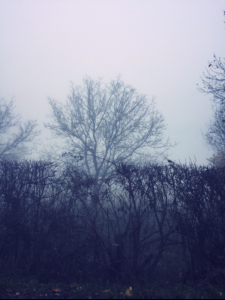 The Mist The Mist
