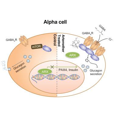 #cell #artemisinines #cellulesα #cellulesβ #gephyrin #GABA Les artemisinines ciblent la voie de signalisation du récepteur GABA (A) et modifient l’identité des cellules α