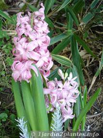Un bulbe fleuri et parfumé: la jacinthe