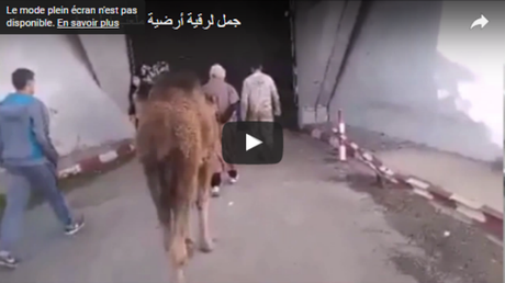 Insolite : Le guignol Hannachi, sacrifie un chameau, afin d’exorciser la JSK ! (Vidéo)