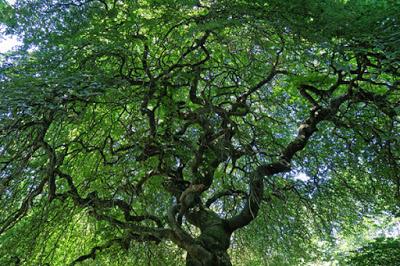 Hêtre tortillard, Faux de Verzy (Fagus sylvatica f. tortuosa)