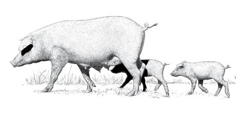 Cinco Jotas, le jambon Bellota 100% ibérique pour les fêtes Cinco Jotas, le jambon Bellota 100% ibérique pour les fêtes