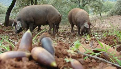Cinco Jotas, le jambon Bellota 100% ibérique pour les fêtes Cinco Jotas, le jambon Bellota 100% ibérique pour les fêtes